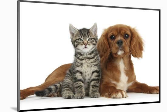 Tabby Kitten, Fosset, 8 Weeks Old, Sitting with Ruby Cavalier King Charles Spaniel Bitch, Star-Mark Taylor-Mounted Photographic Print