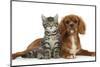 Tabby Kitten, Fosset, 8 Weeks Old, Sitting with Ruby Cavalier King Charles Spaniel Bitch, Star-Mark Taylor-Mounted Photographic Print