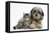 Tabby Kitten, Fosset, 8 Weeks Old, with Fluffy Black-And-Grey Daxie-Doodle Pup, Pebbles-Mark Taylor-Framed Stretched Canvas