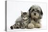 Tabby Kitten, Fosset, 8 Weeks Old, with Fluffy Black-And-Grey Daxie-Doodle Pup, Pebbles-Mark Taylor-Stretched Canvas