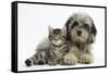 Tabby Kitten, Fosset, 8 Weeks Old, with Fluffy Black-And-Grey Daxie-Doodle Pup, Pebbles-Mark Taylor-Framed Stretched Canvas
