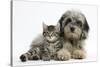 Tabby Kitten, Fosset, 8 Weeks Old, with Fluffy Black-And-Grey Daxie-Doodle Pup, Pebbles-Mark Taylor-Stretched Canvas