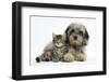 Tabby Kitten, Fosset, 8 Weeks Old, with Fluffy Black-And-Grey Daxie-Doodle Pup, Pebbles-Mark Taylor-Framed Premium Photographic Print