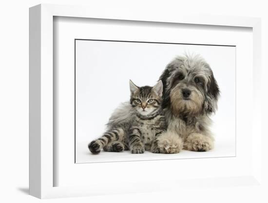 Tabby Kitten, Fosset, 8 Weeks Old, with Fluffy Black-And-Grey Daxie-Doodle Pup, Pebbles-Mark Taylor-Framed Premium Photographic Print