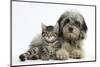 Tabby Kitten, Fosset, 8 Weeks Old, with Fluffy Black-And-Grey Daxie-Doodle Pup, Pebbles-Mark Taylor-Mounted Premium Photographic Print
