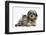 Tabby Kitten, Fosset, 8 Weeks Old, with Fluffy Black-And-Grey Daxie-Doodle Pup, Pebbles-Mark Taylor-Framed Photographic Print