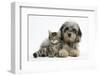 Tabby Kitten, Fosset, 8 Weeks Old, with Fluffy Black-And-Grey Daxie-Doodle Pup, Pebbles-Mark Taylor-Framed Photographic Print