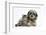 Tabby Kitten, Fosset, 8 Weeks Old, with Fluffy Black-And-Grey Daxie-Doodle Pup, Pebbles-Mark Taylor-Framed Photographic Print