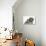 Tabby Kitten, Fosset, 8 Weeks Old, with Fluffy Black-And-Grey Daxie-Doodle Pup, Pebbles-Mark Taylor-Photographic Print displayed on a wall