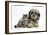 Tabby Kitten, Fosset, 8 Weeks Old, with Fluffy Black-And-Grey Daxie-Doodle Pup, Pebbles-Mark Taylor-Framed Photographic Print