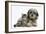 Tabby Kitten, Fosset, 8 Weeks Old, with Fluffy Black-And-Grey Daxie-Doodle Pup, Pebbles-Mark Taylor-Framed Photographic Print