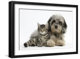 Tabby Kitten, Fosset, 8 Weeks Old, with Fluffy Black-And-Grey Daxie-Doodle Pup, Pebbles-Mark Taylor-Framed Photographic Print