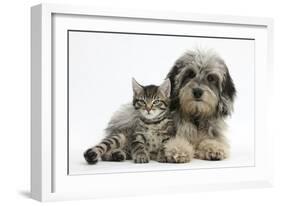 Tabby Kitten, Fosset, 8 Weeks Old, with Fluffy Black-And-Grey Daxie-Doodle Pup, Pebbles-Mark Taylor-Framed Photographic Print