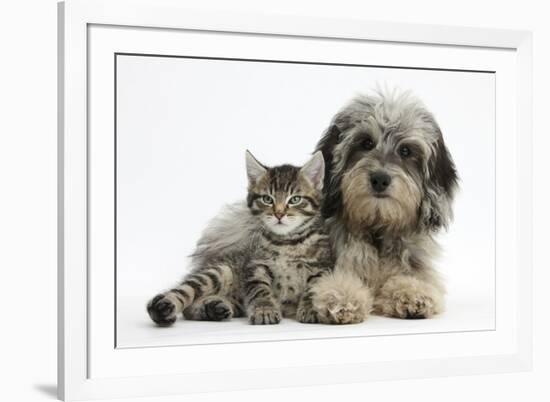 Tabby Kitten, Fosset, 8 Weeks Old, with Fluffy Black-And-Grey Daxie-Doodle Pup, Pebbles-Mark Taylor-Framed Photographic Print
