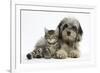 Tabby Kitten, Fosset, 8 Weeks Old, with Fluffy Black-And-Grey Daxie-Doodle Pup, Pebbles-Mark Taylor-Framed Photographic Print