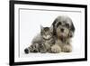 Tabby Kitten, Fosset, 8 Weeks Old, with Fluffy Black-And-Grey Daxie-Doodle Pup, Pebbles-Mark Taylor-Framed Photographic Print