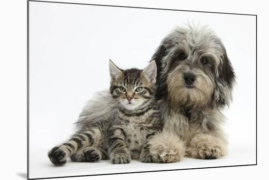 Tabby Kitten, Fosset, 8 Weeks Old, with Fluffy Black-And-Grey Daxie-Doodle Pup, Pebbles-Mark Taylor-Mounted Photographic Print