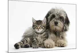 Tabby Kitten, Fosset, 8 Weeks Old, with Fluffy Black-And-Grey Daxie-Doodle Pup, Pebbles-Mark Taylor-Mounted Photographic Print