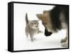 Tabby Kitten Getting Cross with a German Shepherd Dog Bitch Puppy, Echo-Mark Taylor-Framed Stretched Canvas