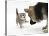 Tabby Kitten Getting Cross with a German Shepherd Dog Bitch Puppy, Echo-Mark Taylor-Stretched Canvas