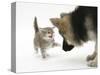 Tabby Kitten Getting Cross with a German Shepherd Dog Bitch Puppy, Echo-Mark Taylor-Stretched Canvas