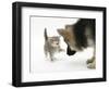 Tabby Kitten Getting Cross with a German Shepherd Dog Bitch Puppy, Echo-Mark Taylor-Framed Photographic Print