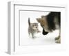 Tabby Kitten Getting Cross with a German Shepherd Dog Bitch Puppy, Echo-Mark Taylor-Framed Photographic Print