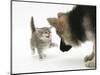 Tabby Kitten Getting Cross with a German Shepherd Dog Bitch Puppy, Echo-Mark Taylor-Mounted Photographic Print