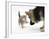 Tabby Kitten Getting Cross with a German Shepherd Dog Bitch Puppy, Echo-Mark Taylor-Framed Photographic Print