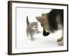 Tabby Kitten Getting Cross with a German Shepherd Dog Bitch Puppy, Echo-Mark Taylor-Framed Photographic Print