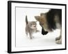 Tabby Kitten Getting Cross with a German Shepherd Dog Bitch Puppy, Echo-Mark Taylor-Framed Photographic Print