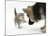 Tabby Kitten Getting Cross with a German Shepherd Dog Bitch Puppy, Echo-Mark Taylor-Mounted Photographic Print