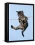 Tabby Kitten Hanging from Washing Line-null-Framed Stretched Canvas