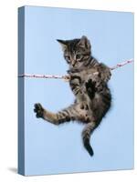 Tabby Kitten Hanging from Washing Line-null-Stretched Canvas