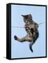 Tabby Kitten Hanging from Washing Line-null-Framed Stretched Canvas