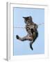 Tabby Kitten Hanging from Washing Line-null-Framed Photographic Print