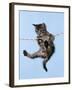 Tabby Kitten Hanging from Washing Line-null-Framed Photographic Print