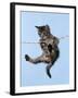 Tabby Kitten Hanging from Washing Line-null-Framed Photographic Print