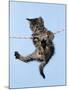 Tabby Kitten Hanging from Washing Line-null-Mounted Photographic Print