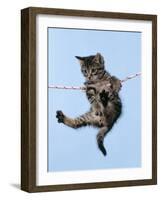 Tabby Kitten Hanging from Washing Line-null-Framed Photographic Print