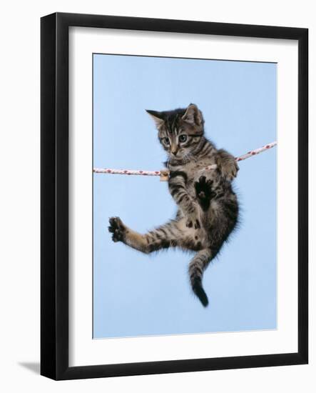 Tabby Kitten Hanging from Washing Line-null-Framed Photographic Print