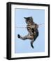 Tabby Kitten Hanging from Washing Line-null-Framed Photographic Print