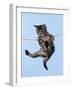 Tabby Kitten Hanging from Washing Line-null-Framed Photographic Print