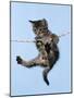 Tabby Kitten Hanging from Washing Line-null-Mounted Photographic Print