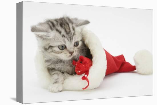 Tabby Kitten in a Father Christmas Hat Playing with a Toy Mouse-Mark Taylor-Stretched Canvas