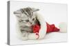 Tabby Kitten in a Father Christmas Hat Playing with a Toy Mouse-Mark Taylor-Stretched Canvas