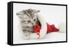 Tabby Kitten in a Father Christmas Hat Playing with a Toy Mouse-Mark Taylor-Framed Stretched Canvas