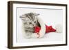 Tabby Kitten in a Father Christmas Hat Playing with a Toy Mouse-Mark Taylor-Framed Photographic Print