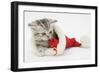 Tabby Kitten in a Father Christmas Hat Playing with a Toy Mouse-Mark Taylor-Framed Photographic Print