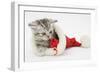 Tabby Kitten in a Father Christmas Hat Playing with a Toy Mouse-Mark Taylor-Framed Photographic Print